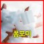 폼포미[별포미] 한봉지 - 소 / 대